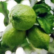 RISHIKA PLANT HOUSE "ORIJINAL DESI GANDHARAJ" Lemon,Nimbu,Lebu Air Layerig Grafted 1 Healthy Plant 8-16 Inc Height for Roof Top Garden PlantLive Plantr for Home Garden Pack Of 1 (B0CBCYC4PR) Amazon Price History, Amazon Price Tracker
