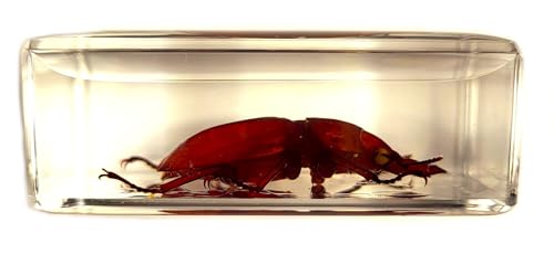 Image of 44mm Real Golden Stag Beetle in Crystal Clear Lucite Resin Specimen Preserved Insect Bugs Taxidermy Crafts Collection for Biology Science Education & Desk Ornament Display Supplies Small Paperweight
