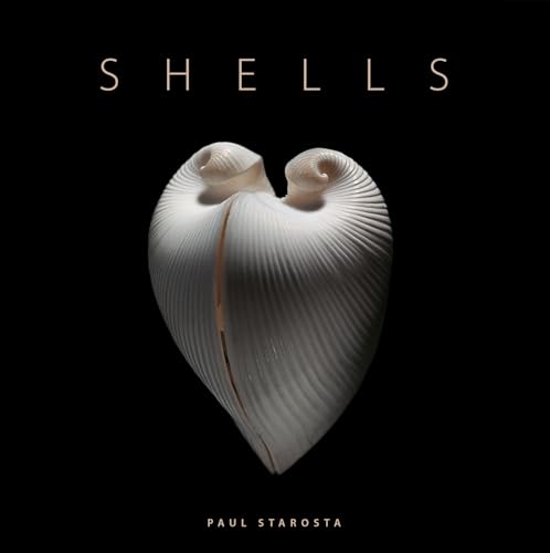 Shells (Jacques and Rita Senders Collection)