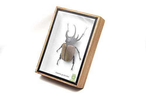 5 Horn Rhino Rhinoceros Beetle Taxidermy Insect Entomology Gift in a wooden box
