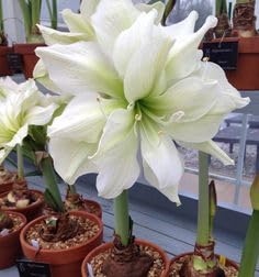 Luxurious Blooms Amaryllis Lily Flowering Bulbs Imported Variety for Indoor and Outdoor Gardening White Nymph (Pack Of 1)