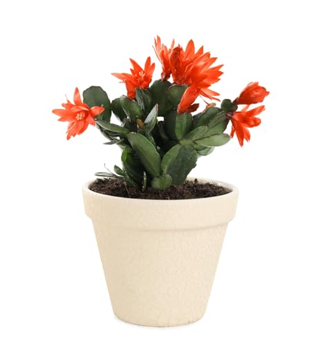 Christmas Cactus Plants, Orange, Vida, 2 x Full Plants in 13