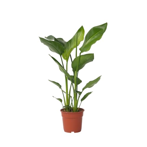 Plant in a Box - Strelitzia Nicolai - Height 55-70cm - Bird of Paradise - Real Indoor Green houseplant - Pot 17cm