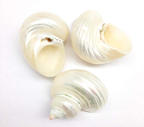 Image of PEPPERLONELY 3 PC Natural Large Pearlized Silver Mouth Turbo, Hermit Crab Shells, 2 Inch ~ 2-3 /4 Inch