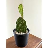 オプンチア 初日の出