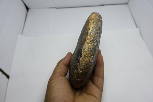 Image of Ammonite Fossil Cretaceous Fossils Fossils from Morocco Fossil Rock Ammonites Fossil A298