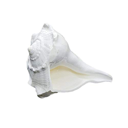 Image of Dakshinavarti shankh Original and Natural in White Colour | Laxmi sankh /Conch (12 cm Size)