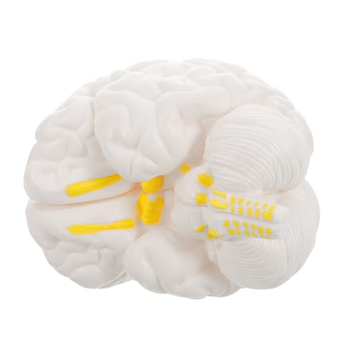 Modèle anatomique de tête en PVC réaliste pour comprendre le crâne