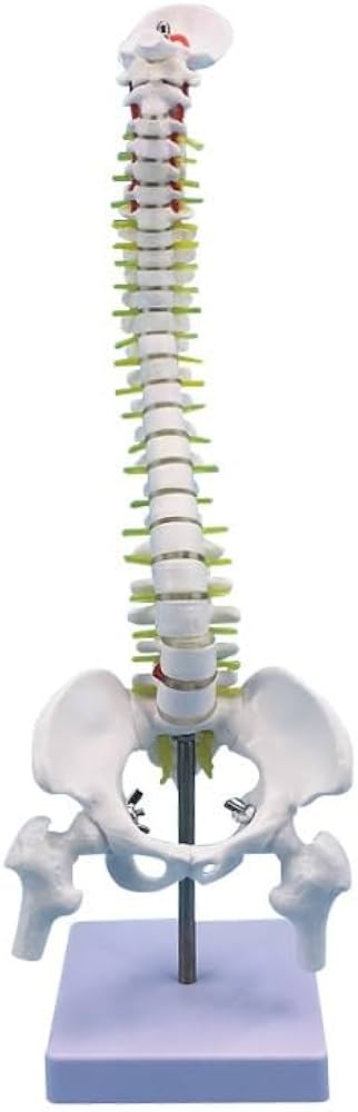 Amazon.co.jp: 背骨モデル 45CM 人体脊椎模型椎間板と神経 頚椎 胸椎 Amazon.co.jp: 背骨モデル 45CM 人体脊椎模型椎間板と神経 頚椎 胸椎