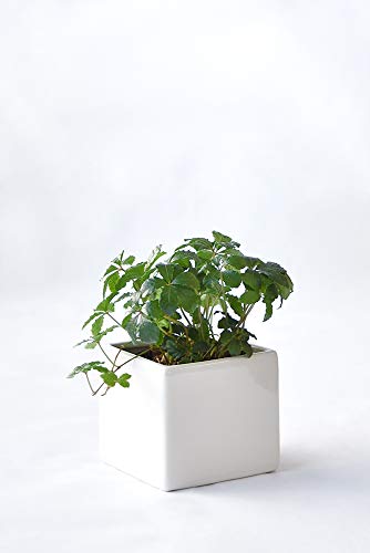 ϗtA { VK[oC XNGA|bgiVCj[zCgj ~j ϗtA CeA O[ y~j|bgEIׂA|bgz