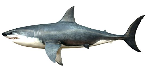 A Megalodon shark from the Cenozoic Era. Megalodon...