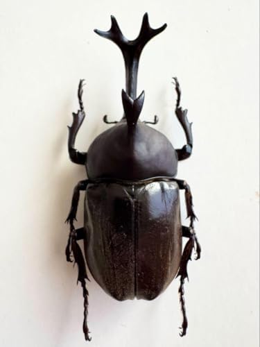 高スペック良型カブトムシ80.0㎜標本