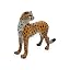 Cheetah 4 stand look back