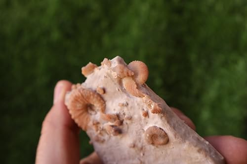Image of Douvilleiceras & Gastropods Plate Cretaceous Fossils Fossils from Morocco Fossil Rock Ammonites Fossil A216