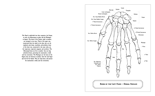 Gray's Anatomy Coloring Book: Images to Color from the Classic 1860 Edition (Sirius Creative Coloring) - Image 5
