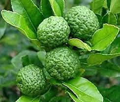 10 Kaffir Lime Tree Seeds