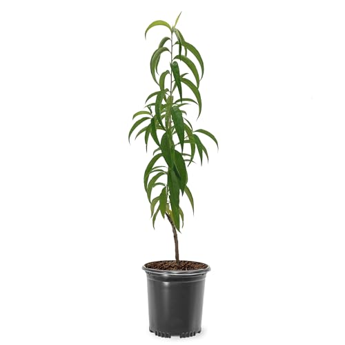 Donut Peach Fruiting Tree 1 Gal. Due to Agricultural Laws we Cannot Ship to CA AZ AK or HI - Orders Will be Cancelled if You Ship to one of These States
