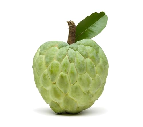 Generic Super Red Ganesh Hybrid Custard Apple Live Plant (Pack of 2) - Image 2