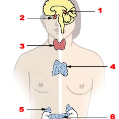 🧬 جهاز الغدد الصماء ووظائفها الحيوية في الجسم