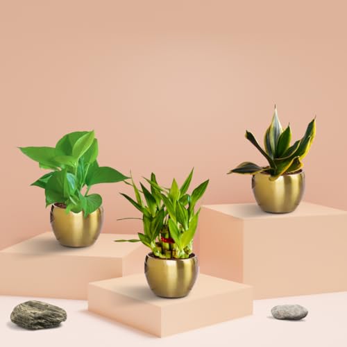 Image of Greenkin Vastu Plants Combo for Home Indoor | Lucky Plants | Feng Shui and Vastu Items