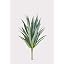 Yucca Plant