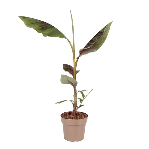 Planta en caja - Planta de plátano rojo - Musa sikkimensis Ever Red - Altura 55-70 cm - Maceta 21 cm - Planta tropical en maceta