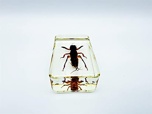 Image of Assorted Styles of Beetle and Insect Specimens, Clear Amber Resin Material Ideal for Kids' Science Education, Collecting, and Home Decoration 2.4″*1.4″*0.7″ (No.47)