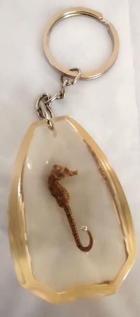 Amazon | タツノオトシゴ 標本 キーホルダー 竜の落し子 海 本物