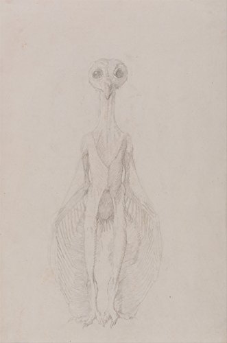 Lámina anatómica de George Stubbs mediana con marco marrón mate 2