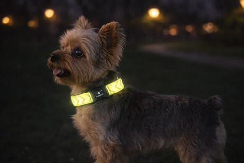 collare cane - Fergu fluo giallo XS - 20-35 cm - 10 mm - nylon regolabile - chiusura a scatto - riflettente