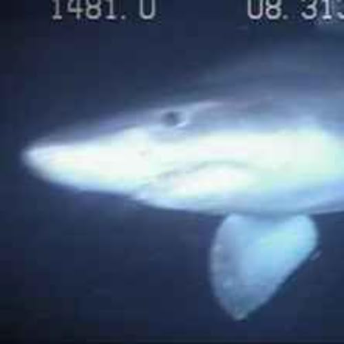 Facts: The Smalltooth Sand Tiger Shark