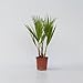 Plant in a Box - Washingtonia Robusta - Mexikanische Fächerpalme - Palmen Winterhart draußen - Topf 15cm - Höhe 50-60cm