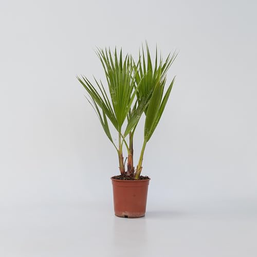 Plant in a Box - Washingtonia Robusta - Mexikanische Fächerpalme - Palmen Winterhart draußen - Topf 15cm - Höhe 50-60cm