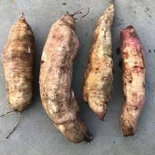 Miniatura 2 de Nuevas semillas de verduras frescas de yacón de 100 piezas Generic