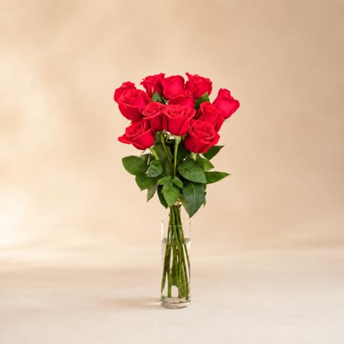 FLORES SOLIDARIAS   Ramos de Flores Naturales Rosas Rojas   Ramo Fresco de Calidad para Regalo, San Valentín, Día de la Madre, Bodas, Aniversarios, Cumpleaños y Decoración del Hogar