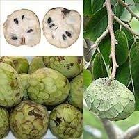5 Seeds of Cherimoya Fruit RLP085 (Annona Cherimola)