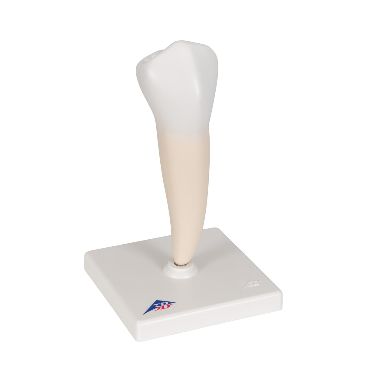 3B Scientific D10/3 Prémolaire Inférieure à une Racine + Application anatomie gratuite - 3B Smart Anatomy
