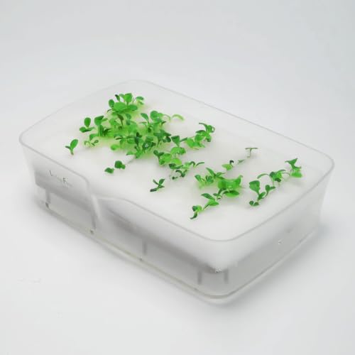 リビングファーム ミニ水耕菜園キットBM ベビーレタス・ミックス クリア 22×15×6cm 土を使わず、お水と液体肥料で育てる水耕栽培キット LFS-329 7枚目