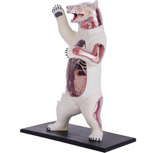 Modèle anatomique d'ours polaire 4D AMITD pour comprendre l'anatomie facilement