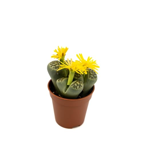 Cactus Piedra Natural – Suculenta Lithops Perfecta para el Interior y el Exterior del Hogar