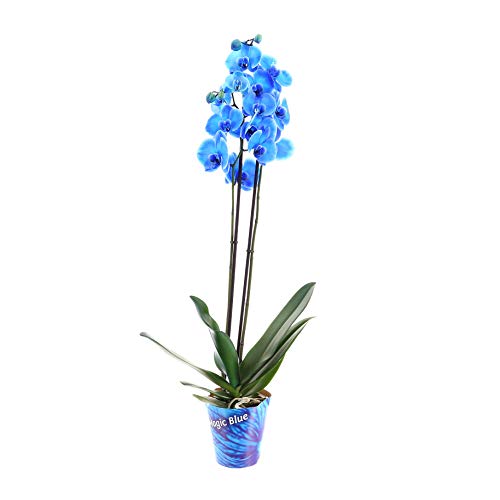 Phalaenopsis Double Stemmed Orchid Blue Houseplant 12cm Pot - 40-50cm Tall Exc Pot (Live Plants)
