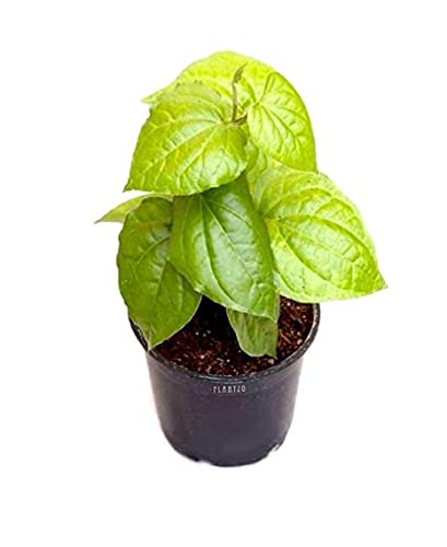 PlantaZee maghai paan Plant (Botanical Name- Piper betle) Medicinal Live Plant (B0B2JGMNWB) Amazon Price History, Amazon Price Tracker