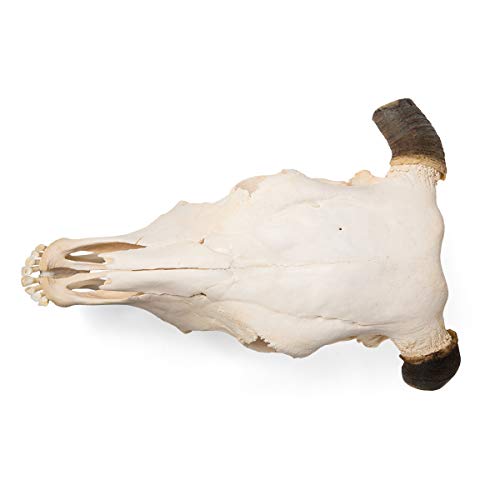 Image of 3B Scientific GmbH T300151w Cow Skull, w. Horns