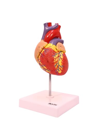 Axis Scientific 2-Part Deluxe Life-Size Human Heart