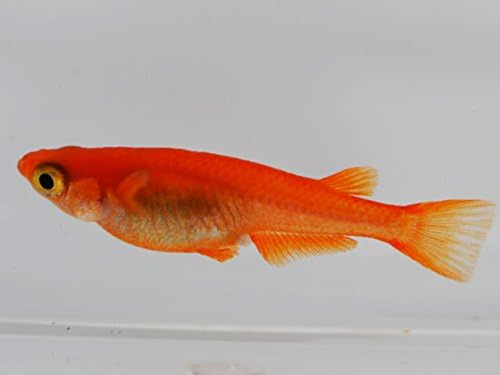 めだか物語 紅帝楊貴妃めだか 稚魚 Ss Sサイズ 10匹セット 生体 めだか物語 観賞魚 水中生物 通販 Amazon
