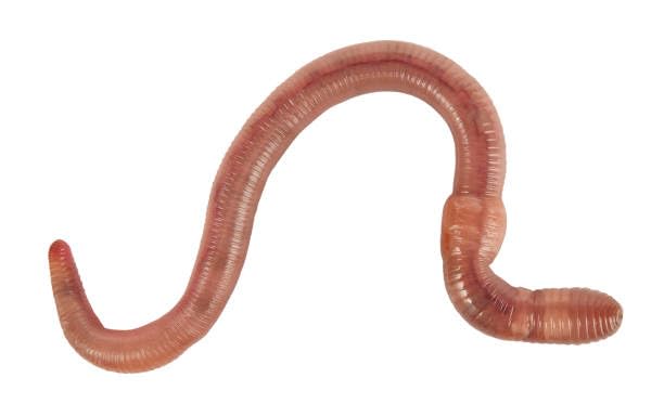 Dendrobaena Giant Redworms 1 kg Moyen (Environ 1000 pièces)