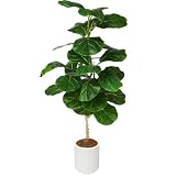 Melvint フェイクグリーン 大型 歓葉植物 フェイク 人工歓葉植物 光触媒 室内 水やり不要 お手入れ簡単 空気清浄 消臭 抗菌 シンプル おしゃれ 室内 インテリア 大型 人工 鉢植え 鉢付き お祝い 父の日（ウンベラータ,120cm)
