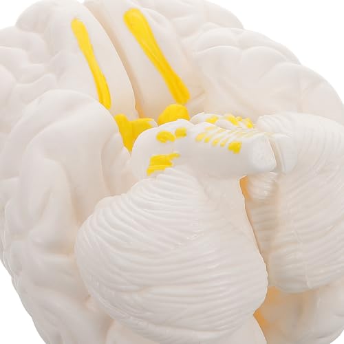 Modèle anatomique de structure cérébrale démontable en plastique blanc - 3