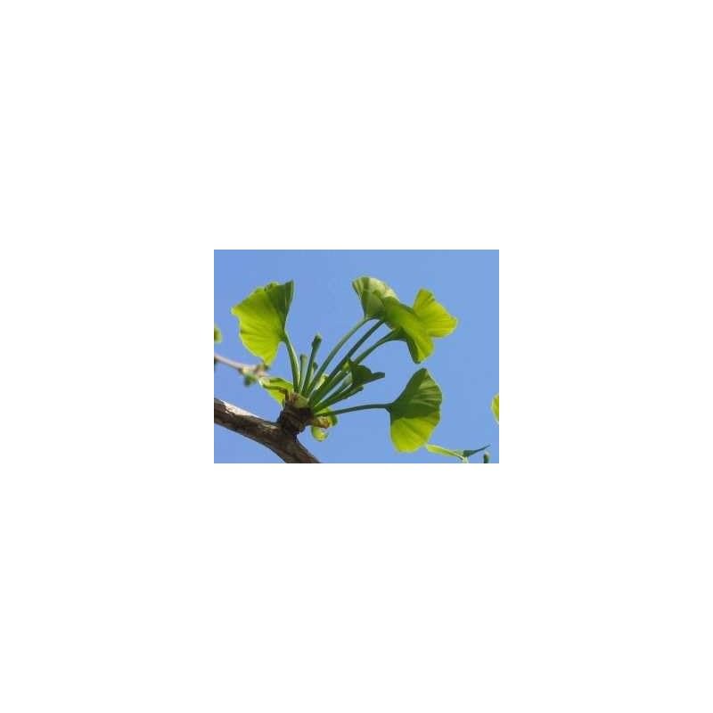 Ginkgo biloba 1 Kg PULVER