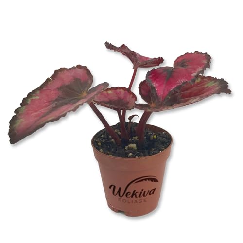 Red Kiss Begonia - Live Starter in a 2 Inch